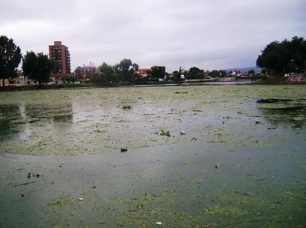 plantas acuaticas